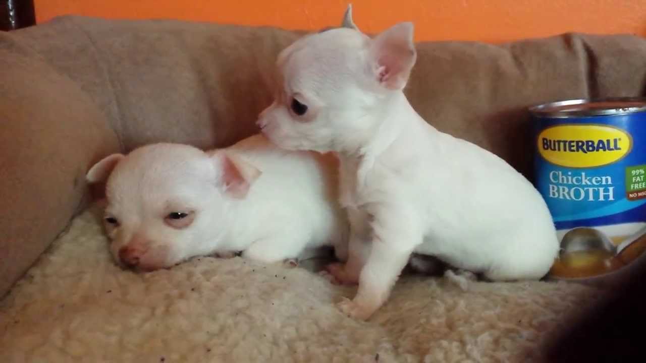 Tiny white teacup chihuahuas male adorable!!! YouTube