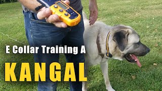 E Collar Recall Training For Kangal's - Learn exactly how to use the E Collar safely