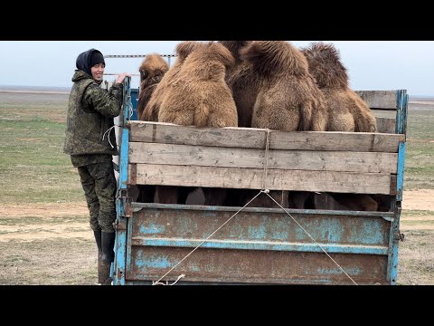 Случка верблюдов.Калмыцкие верблюды