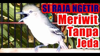 Masteran Cipoh / Sirtu Ngetir Meriwit Tanpa Jeda