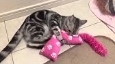 猫 蹴るまとめ Youtube