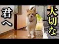 元野良猫と家族になって5年、君に恩返しがしたいのサムネイル