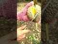 Checking the ripeness of durian fruit by cutting it #shorts