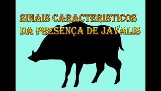 Sinais característicos da presença de javalis selvagens.