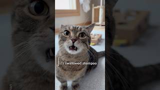 What happens if you swallow shampoo?🧴🫧 #shorts #cat #funny