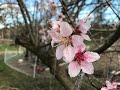 10 Minutes of ZEN | Bright Blossoms, Shiny Feathers | Spring in Arkansas