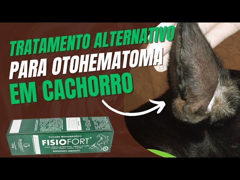 Vídeo: Tratamento De Hematomas Da Orelha Em Cães