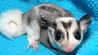 Mosaic Sugar Glider Showcase: Ernie & Chloe's Stunning New Joey