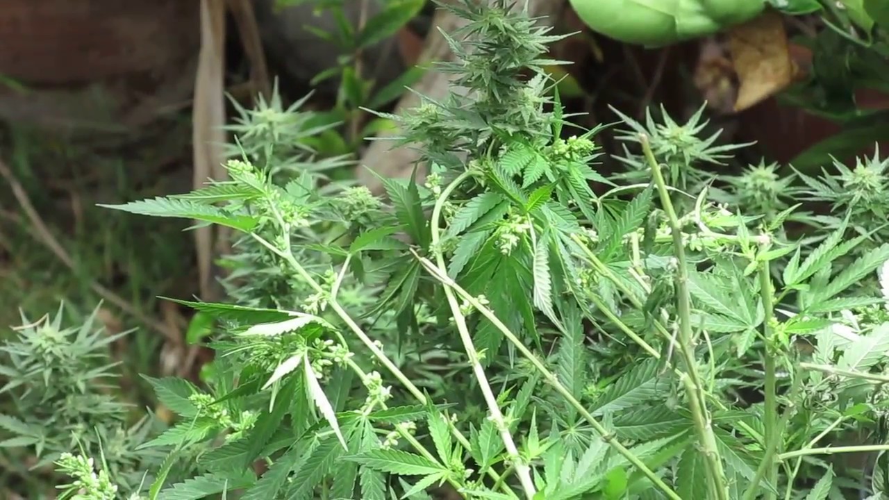 SF BEATNIK NEAL CASSADY GETTING CHUCKED MAKING "JANIS JOPLIN"     THE BIGKUSH GARDEN