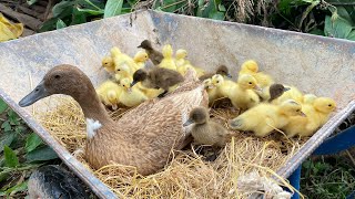 Amazing Pekin Cute cute 40 Duckling Hatching Form Eggs_ Baby Duck Born From Eggs