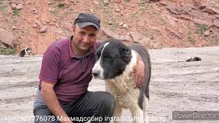 видео: Аборигенные САО Таджикистана саги дахмарда , взаимоотношения внутри приотарной стаи. картинка: Аборигенные САО Таджикистана саги дахмарда , взаимоотношения внутри приотарной стаи.