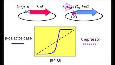 bacteriophage lambda l