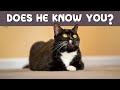 10 things your cat knows about you 