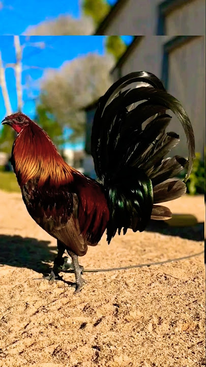 mug 😱 #rooster #chicken #ayam