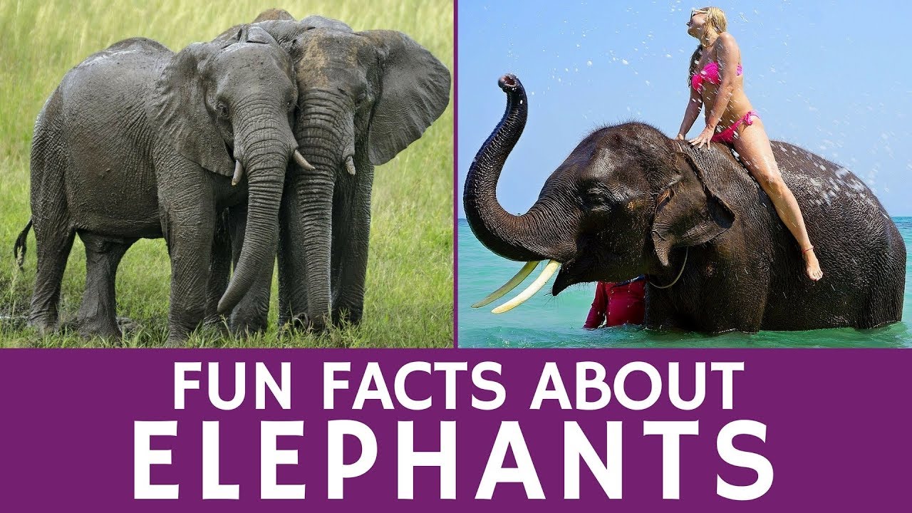 Facts about animals