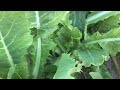 野菜生育状況 の動画、YouTube動画。