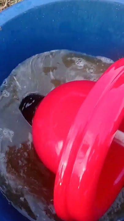 poultry farm automatic drinker cleaning