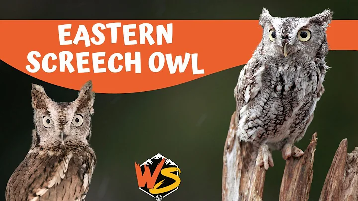 Mysteries of the Night: Unveiling the Eastern Screech Owl's Hidden World