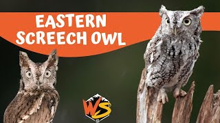 Mysteries of the Night: Unveiling the Eastern Screech Owl's Hidden World