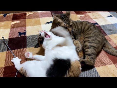 ティガーとベルちゃんが実家猫たちの目の前で大喧嘩し始めました…
