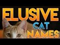 How to Name Your Elusive Cat
