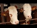 Fermă de vaci BĂLȚATE românești a lui Crișan Mihai din Vama SM 2021