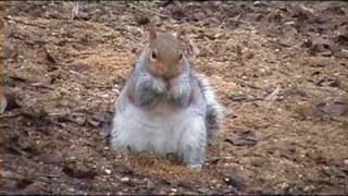 Wildlife Files Grey Squirrel Quickie