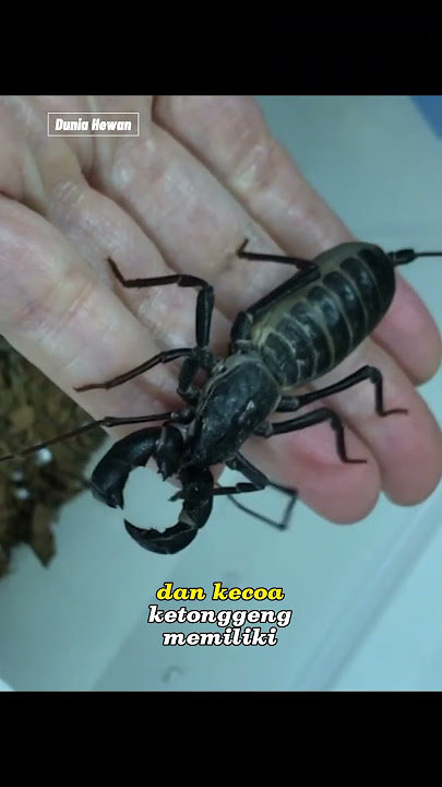 ketonggeng hewan yang sering di anggap berbahaya #youtubeshorts #duniahewan