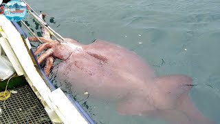 Everyone should watch this Fishermen's video - Fastest Giant Squid Fishing and Processing Skills