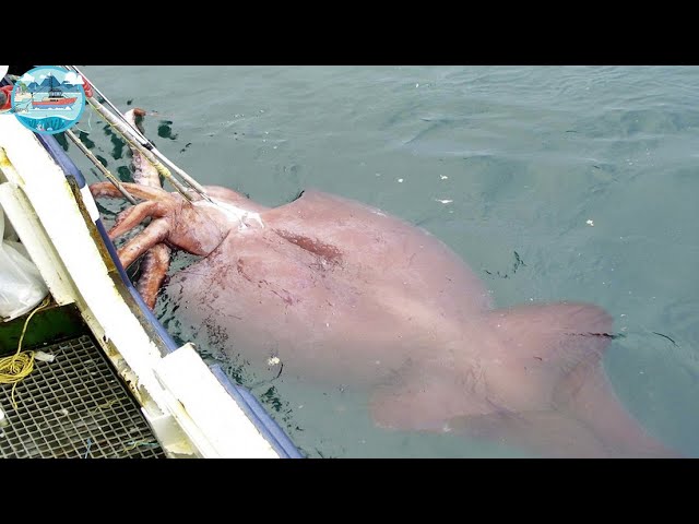 Everyone should watch this Fishermen's video - Fastest Giant Squid Fishing and Processing Skills class=