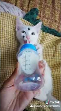 Vavavo vave...|Baby cat drinking milk|Cute video 😸❣️