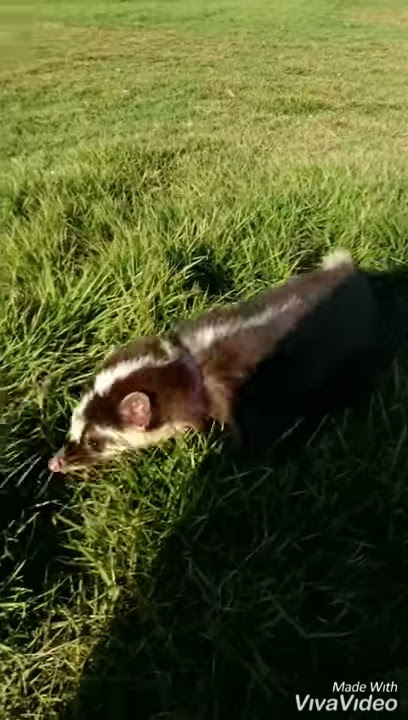 Musang biul bonding parah.....