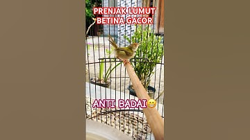 PRENJAK LUMUT BETINA GACOR anti badai‼️ #birds #prenjakbetina #prenjakgacor #prenjaklumut