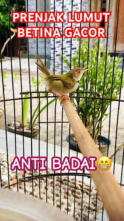 PRENJAK LUMUT BETINA GACOR anti badai‼️ #birds #prenjakbetina #prenjakgacor #prenjaklumut