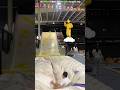 Monkey is sliding 😨 | New Viral Gadgets, Smart Appliances, Kitchen Utensils/ Home Inventions