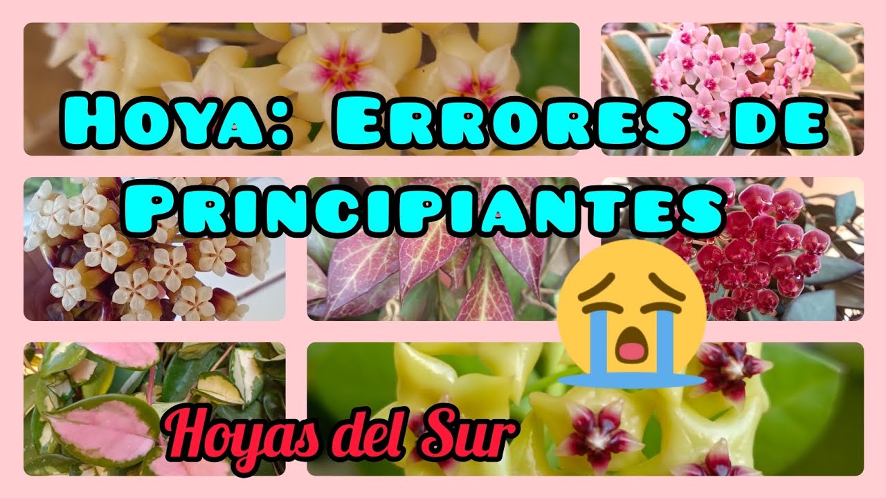 ERRORES DE PRINCIPIANTES. Hoyas del Sur, Nácar, Clepia, Flor de Cera.