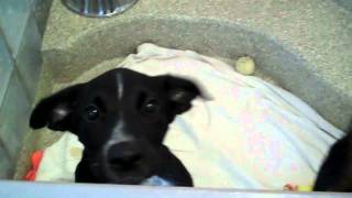 PUPPIES!!!  at the Washington Animal Rescue League! by WashAnRescLeag1 582 views 12 years ago 1 minute, 17 seconds