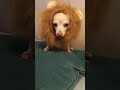 "Meet the Ferocious Chihuahua: The Cutest Lion Impression You'll Ever See!" #shorts #drama #dog
