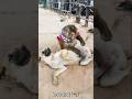 مش هتصدق القرده عملت اى مع الكلب كوميديات اكسبلور