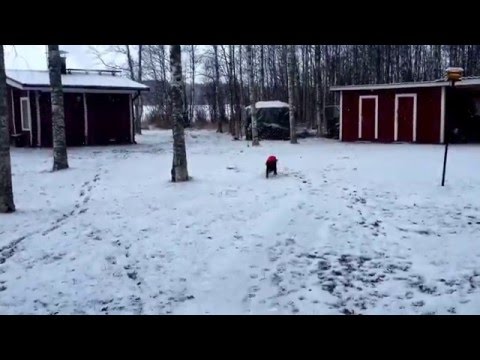 Video: Ulkomaiset Elimet Tai Miksi Tamponit Eivät Ole Koiran Paras Ystävä