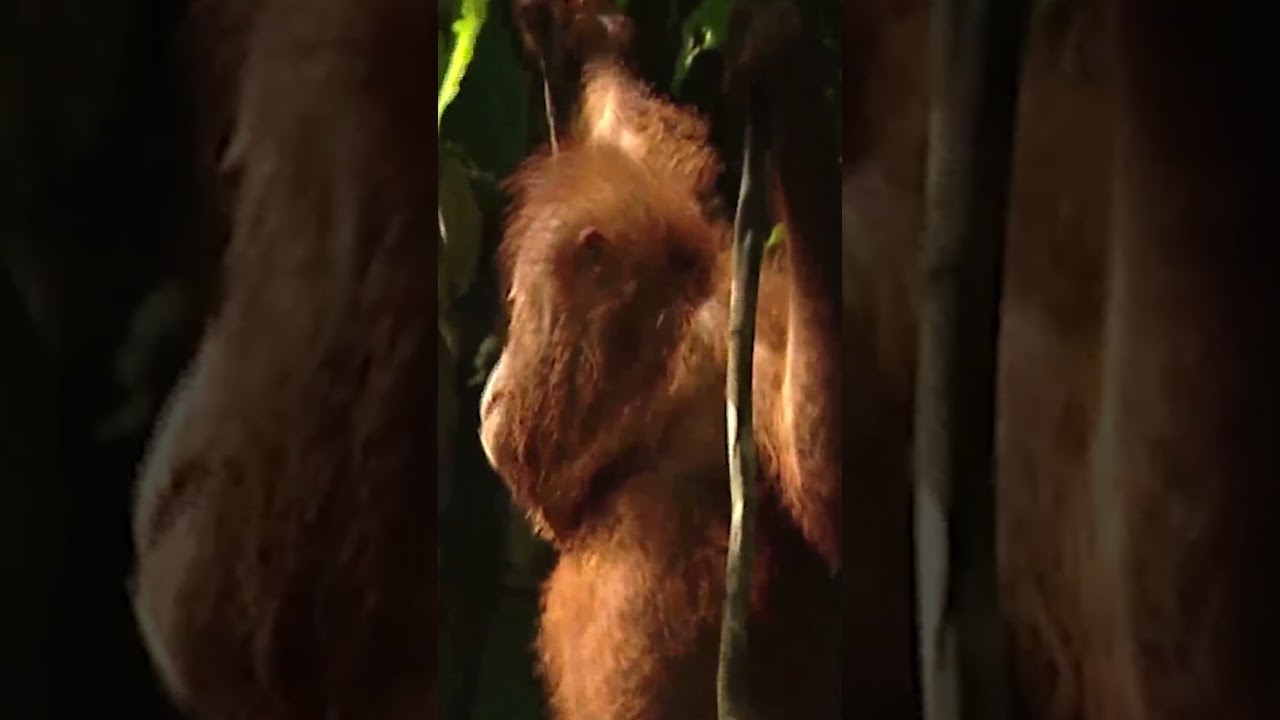 How Do VERTEBRATES Move? | Educational Videos for Children | @HappyLearningEN