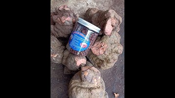 Trải nghiệm thực tế cơ sở sản xuất Hà thủ ô đỏ Hường Nguyễn tại Lạng Sơn (video 3)