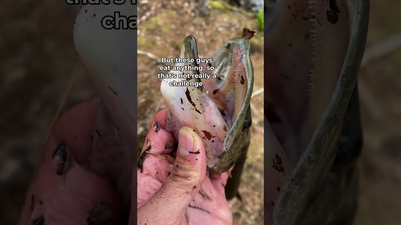 Easiest Way To Catch Fish
