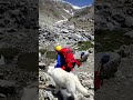 Welcome to Alpine Eco Quest!          #mountains #culture #adventure #geography #wolfs