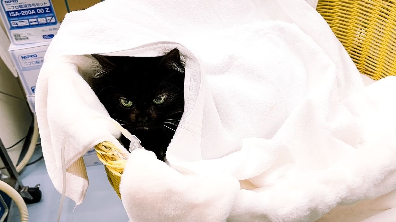 ペットロス、消えない後悔の乗り越え方