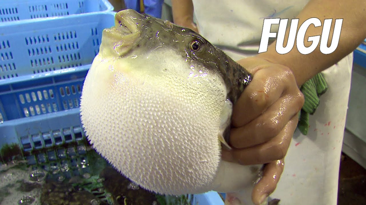 Fugu fish risky Japanese delicacy. LIVE FUGU. English version YouTube