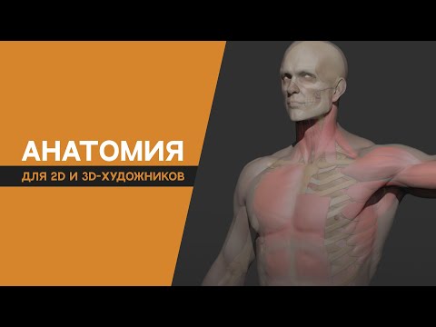 Анатомия для 2D и 3D-художников | Лекция №1