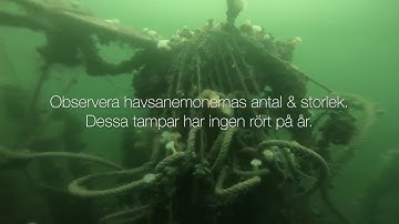 Video: Divers against ghost nets Musselodlingar Orust Tjörn 2020