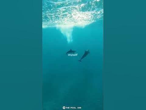 Blue Whale Theme Song WhatsApp Status || Blue Whale Song Lyrics Status