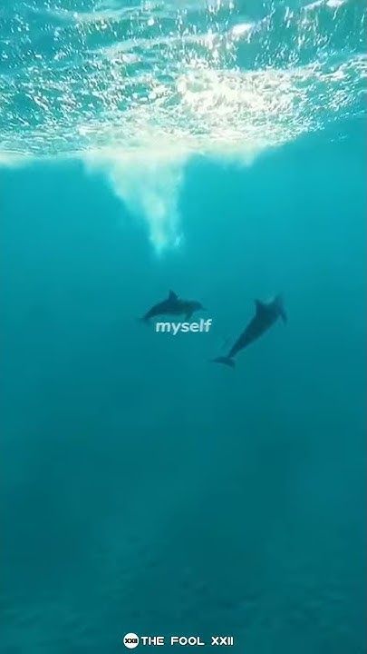 Blue Whale Theme Song WhatsApp Status || Blue Whale Song Lyrics Status